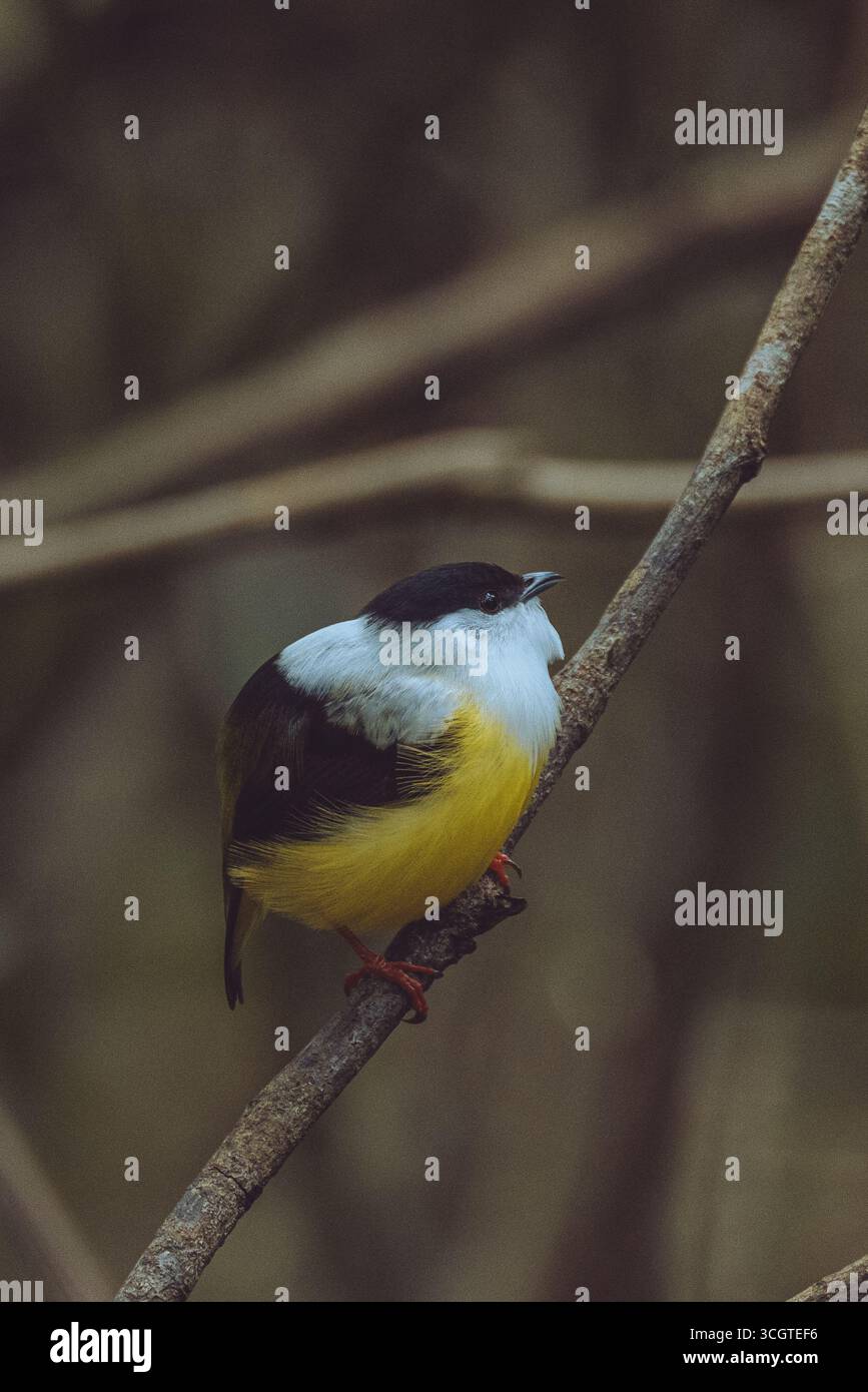 Il manakin dalla gola bianca è un vivace uccello dell'America centrale, noto per il suo piumaggio luminoso e le dimostrazioni di corteggiamento acrobatico nella radura della foresta. Foto Stock