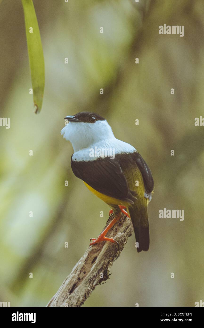 Il manakin dalla gola bianca è un vivace uccello dell'America centrale, noto per il suo piumaggio luminoso e le dimostrazioni di corteggiamento acrobatico nella radura della foresta. Foto Stock