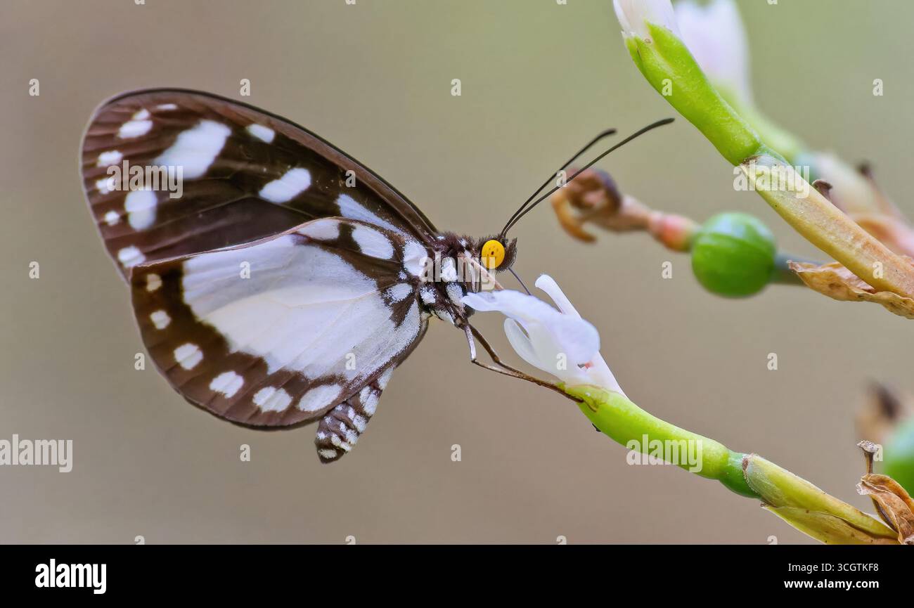 Una macro immagine di una farfalla di Cairns Hamadryad (Tellervo zoilus zoilus) in bianco e nero con occhi gialli appollaiata su un fiore che si nutre nel Queensland Foto Stock