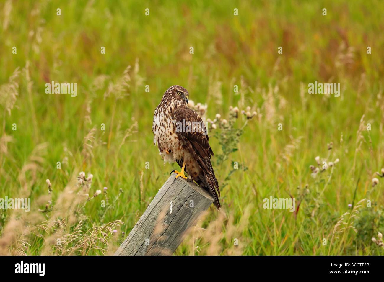 Un promontorio settentrionale in cerca di prede mentre è arroccato in un campo di prateria. Foto Stock