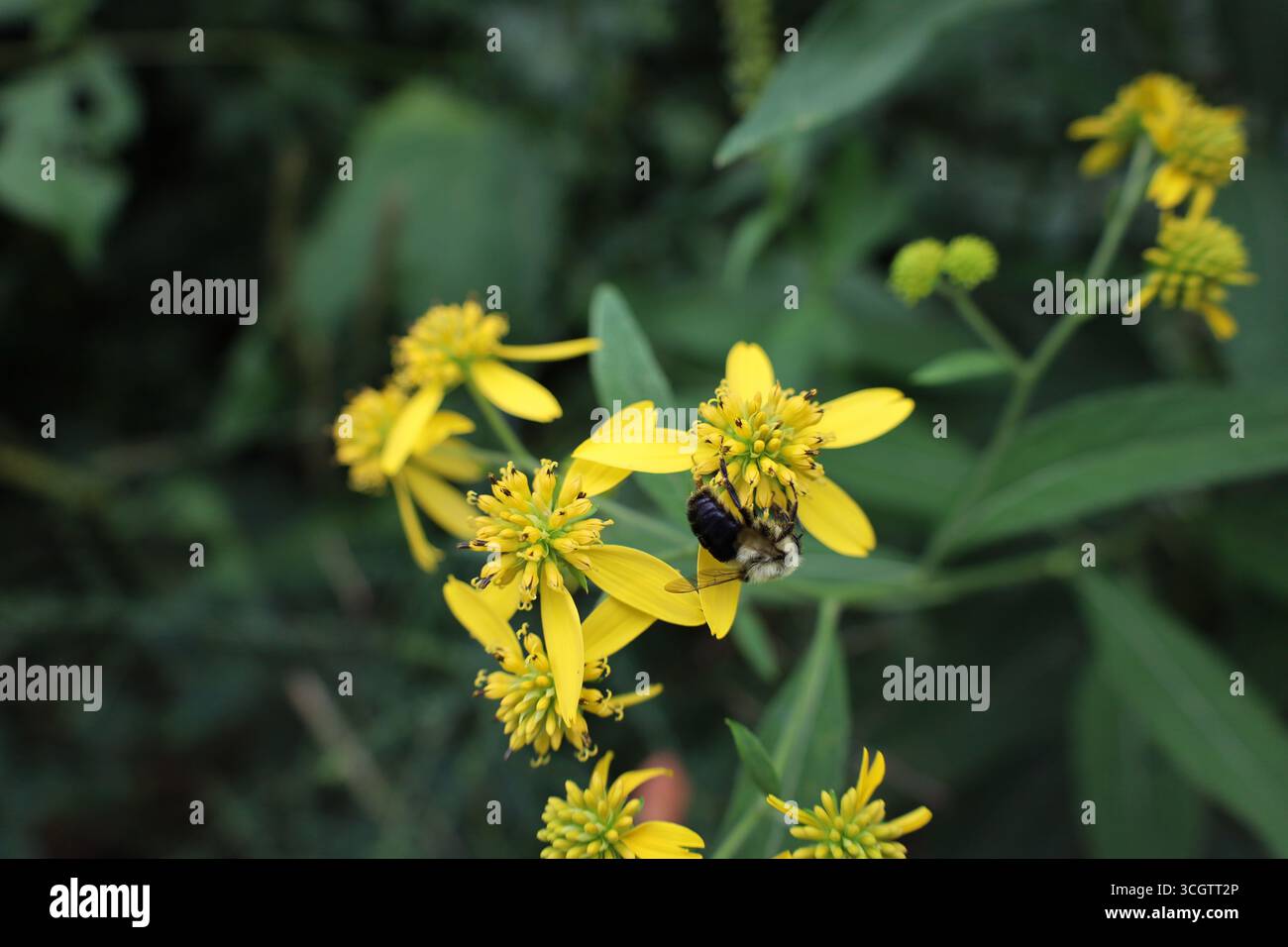 Fiore giallo impollinante insetto di api rovesciato Foto Stock