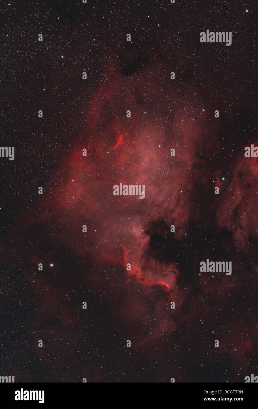 Wimbledon, Londra, Regno Unito. 30 agosto 2025. La Nebulosa del Nord America, NGC 7000, brilla al di sopra di Londra in questa esposizione di 1,5 ore, scattata con una telecamera astro e un telescopio ad alta risoluzione, l'evidente bagliore rosso di questa nebulosa a emissione massiccia nella costellazione del Cygnus causata dal gas idrogeno. Crediti: Malcolm Park/Alamy Live News Foto Stock