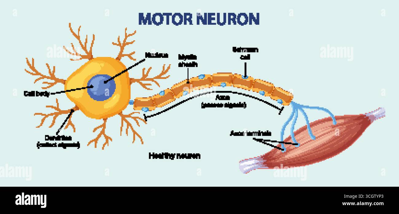 Vettore educativo del motoneurone sano marcato, che mostra assone, guaina mielina, e connessione muscolare. Illustrazione Vettoriale
