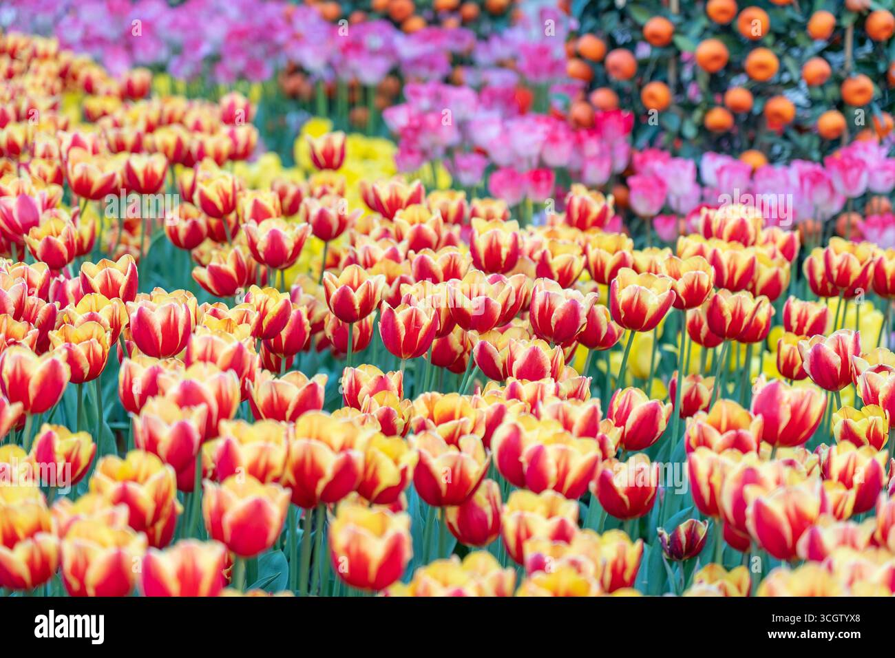 Un campo di tulipani rossi e gialli cresce in abbondanza. Questa scena naturale presenta molti fiori in fiore con petali vivaci. Steli verdi alti con supporto t Foto Stock