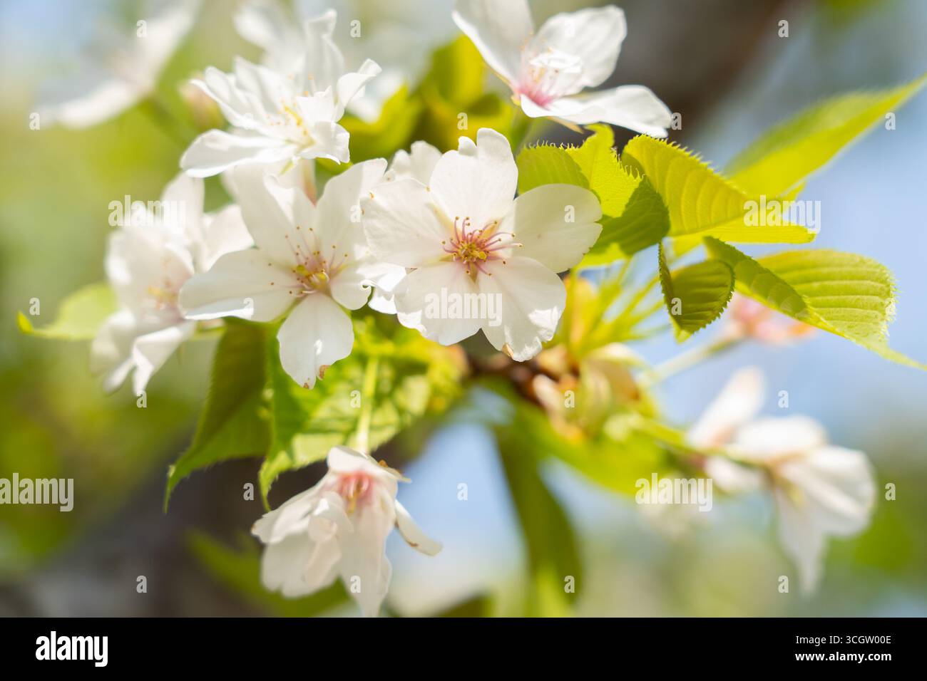 I fiori di ciliegio bianco si aprono in una luce soffusa. Foto Stock