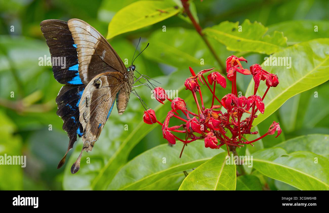 Farfalla nera e blu di Ulysses (Papilio ulysses) che si nutre di nettare dal fiore rosso alla luce del sole nella foresta pluviale tropicale del Queensland Australia Foto Stock
