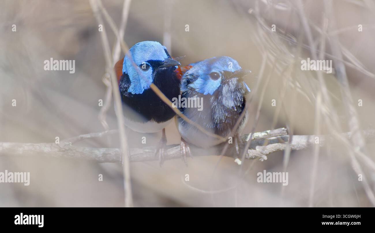 Primo piano di due bellissimi uccelli da favola (Malurus amabilis), un adulto e uno immaturo in erba secca, Julatten Queensland Australia Foto Stock