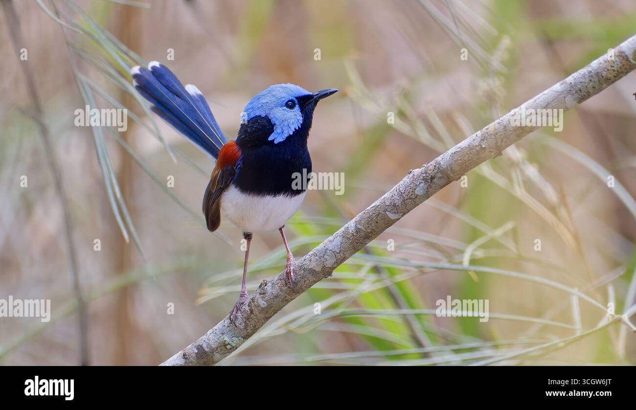 Primo piano di un bellissimo uccello wren (Malurus amabilis) azzurro e ruvido maschio in lettiera secca della foresta sul fondo della foresta di Julatten Queensland Australia Foto Stock