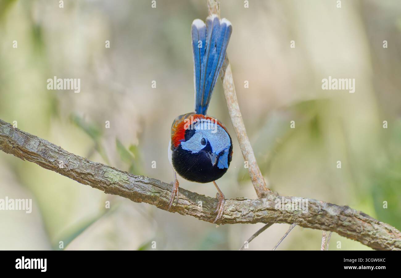 Primo piano di un bellissimo uccello wren (Malurus amabilis) azzurro e ruvido maschio in lettiera secca della foresta sul fondo della foresta di Julatten Queensland Australia Foto Stock
