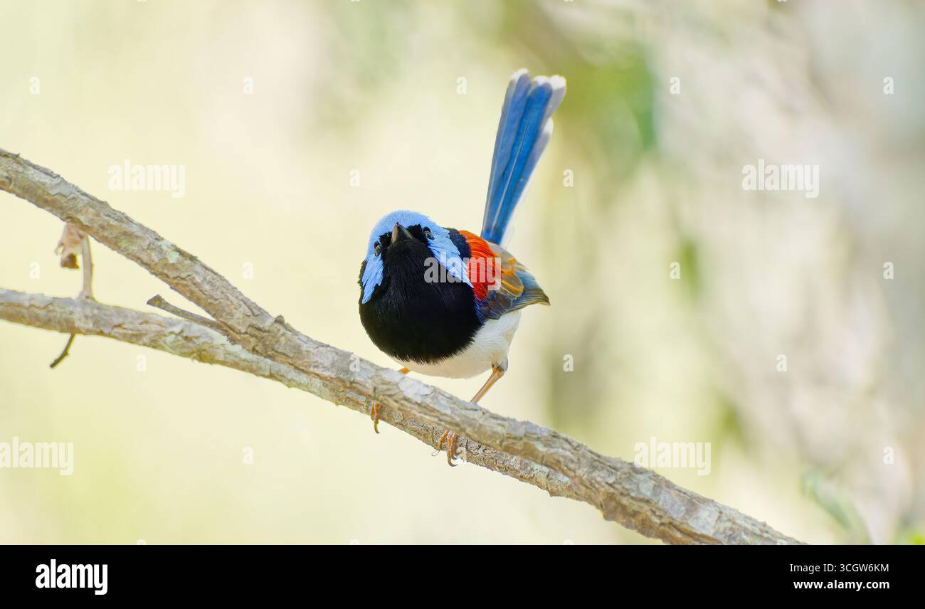 Primo piano di un bellissimo uccello wren (Malurus amabilis) azzurro e ruvido maschio in lettiera secca della foresta sul fondo della foresta di Julatten Queensland Australia Foto Stock