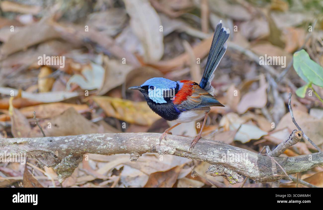 Primo piano di un bellissimo uccello wren (Malurus amabilis) azzurro e ruvido maschio in lettiera secca della foresta sul fondo della foresta di Julatten Queensland Australia Foto Stock