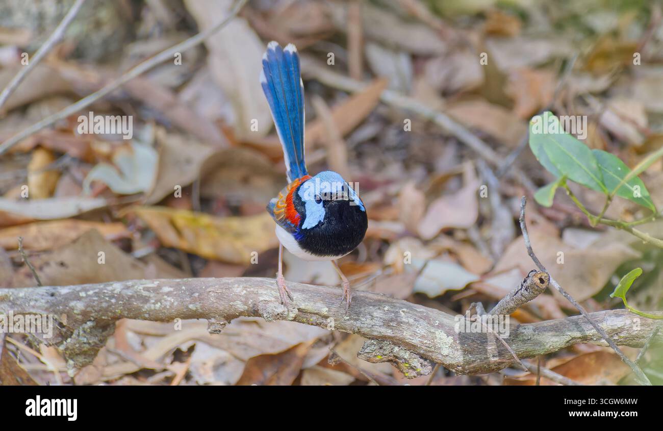 Primo piano di un bellissimo uccello wren (Malurus amabilis) azzurro e ruvido maschio in lettiera secca della foresta sul fondo della foresta di Julatten Queensland Australia Foto Stock