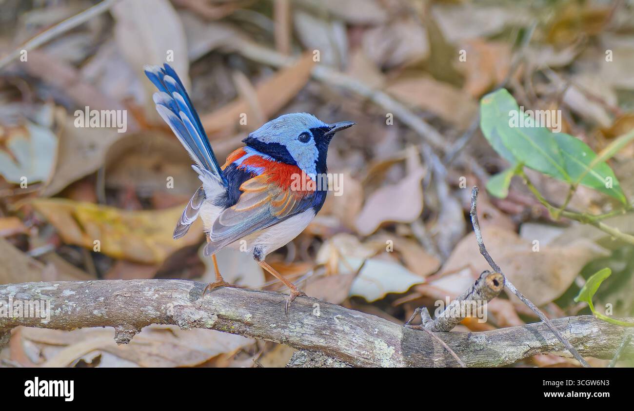 Primo piano di un bellissimo uccello wren (Malurus amabilis) azzurro e ruvido maschio in lettiera secca della foresta sul fondo della foresta di Julatten Queensland Australia Foto Stock