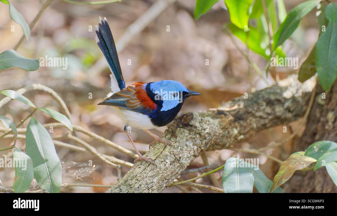 Primo piano di un bellissimo uccello wren (Malurus amabilis) azzurro e ruvido maschio in lettiera secca della foresta sul fondo della foresta di Julatten Queensland Australia Foto Stock