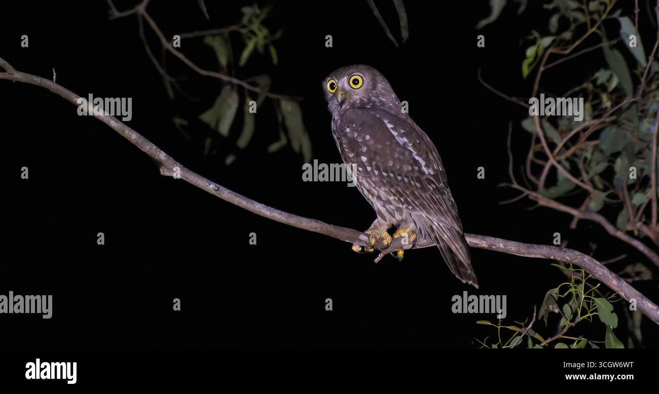 Un gufo di Barking (Ninox connivens) uccello predatore di libri alcolici arroccato sul ramo di notte illuminato dai riflettori, Julatten, Queensland, Australia Foto Stock