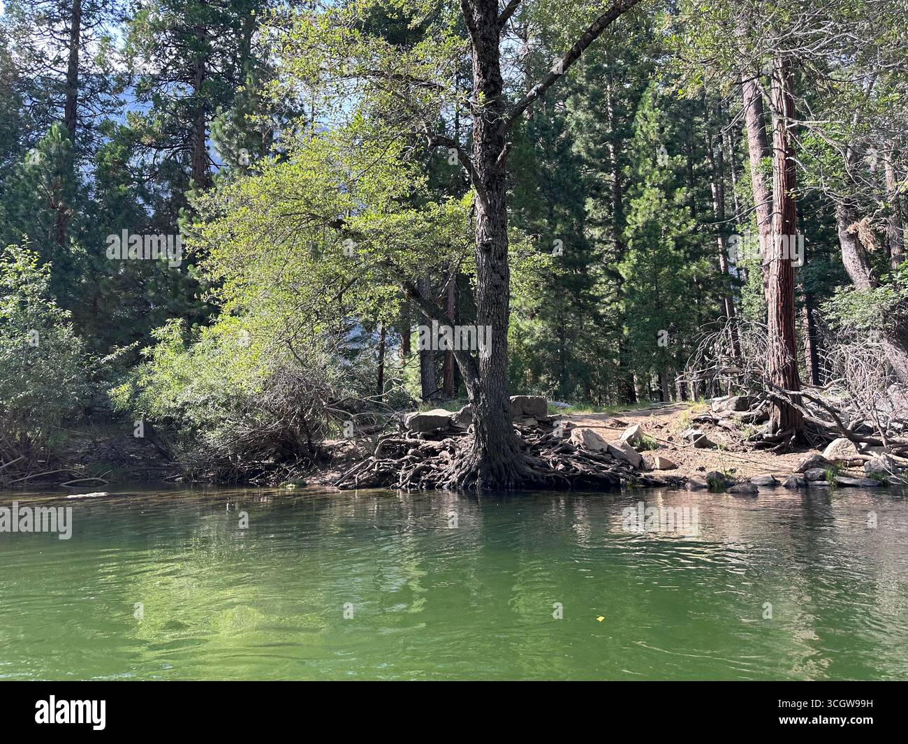 Radici di alberi esposte lungo un tranquillo fiume circondato da lussureggianti pini verdi in un tranquillo paesaggio forestale. - Immagine stock catturata con smartphone