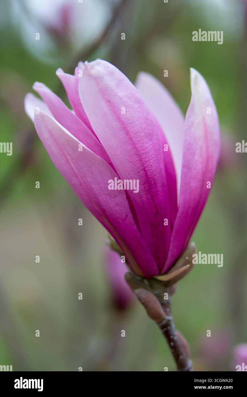 Una magnolia viola, Mulan magnolia fiorisce nel giardino Foto Stock