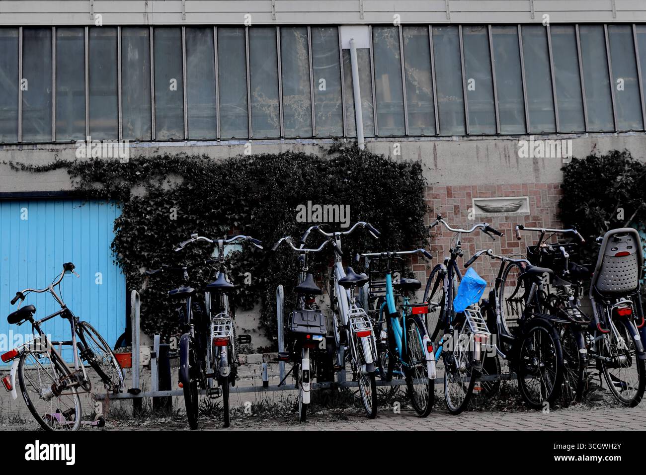 Biciclette parcheggiate a Levantkade contro il muro coperto di edera e la porta blu, Amsterdam, Paesi Bassi, tipico parcheggio urbano con seggiolino per bambini e copertura visibili. Foto Stock