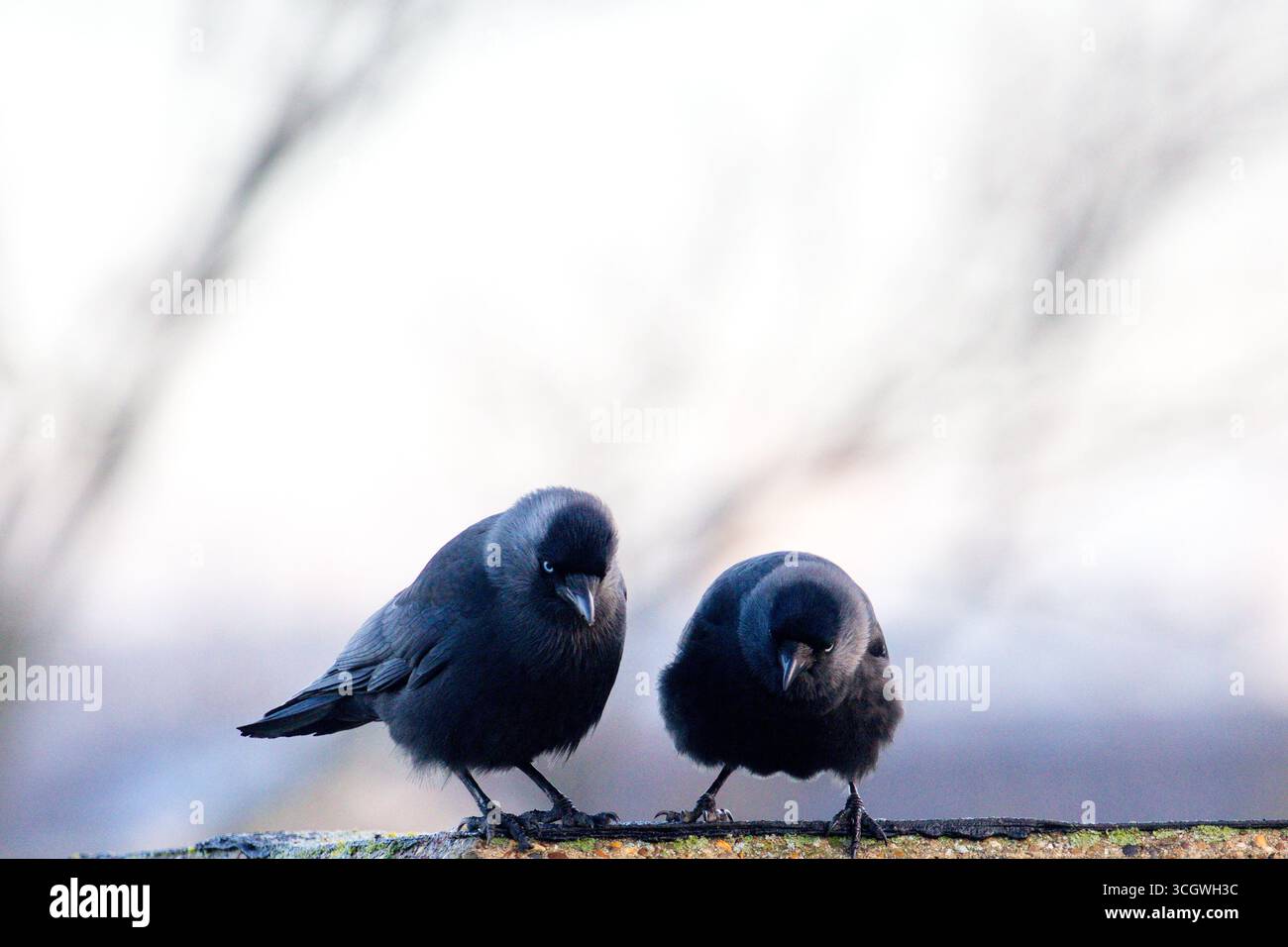 Un paio di jackdaws occidentali in piedi su una parete, entrambi rivolti verso il basso, con cielo pulito sullo sfondo e un'elegante trama di piume visibile in una luce soffusa e diffusa. Foto Stock