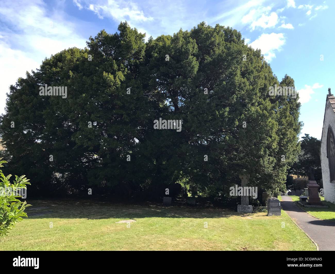 Llangernyw Yew, cimitero di St Digain, Conwy, ha almeno 5000 anni, il che lo rende un contendente per l'albero più antico del Galles e del Regno Unito più antico delle piramidi Foto Stock