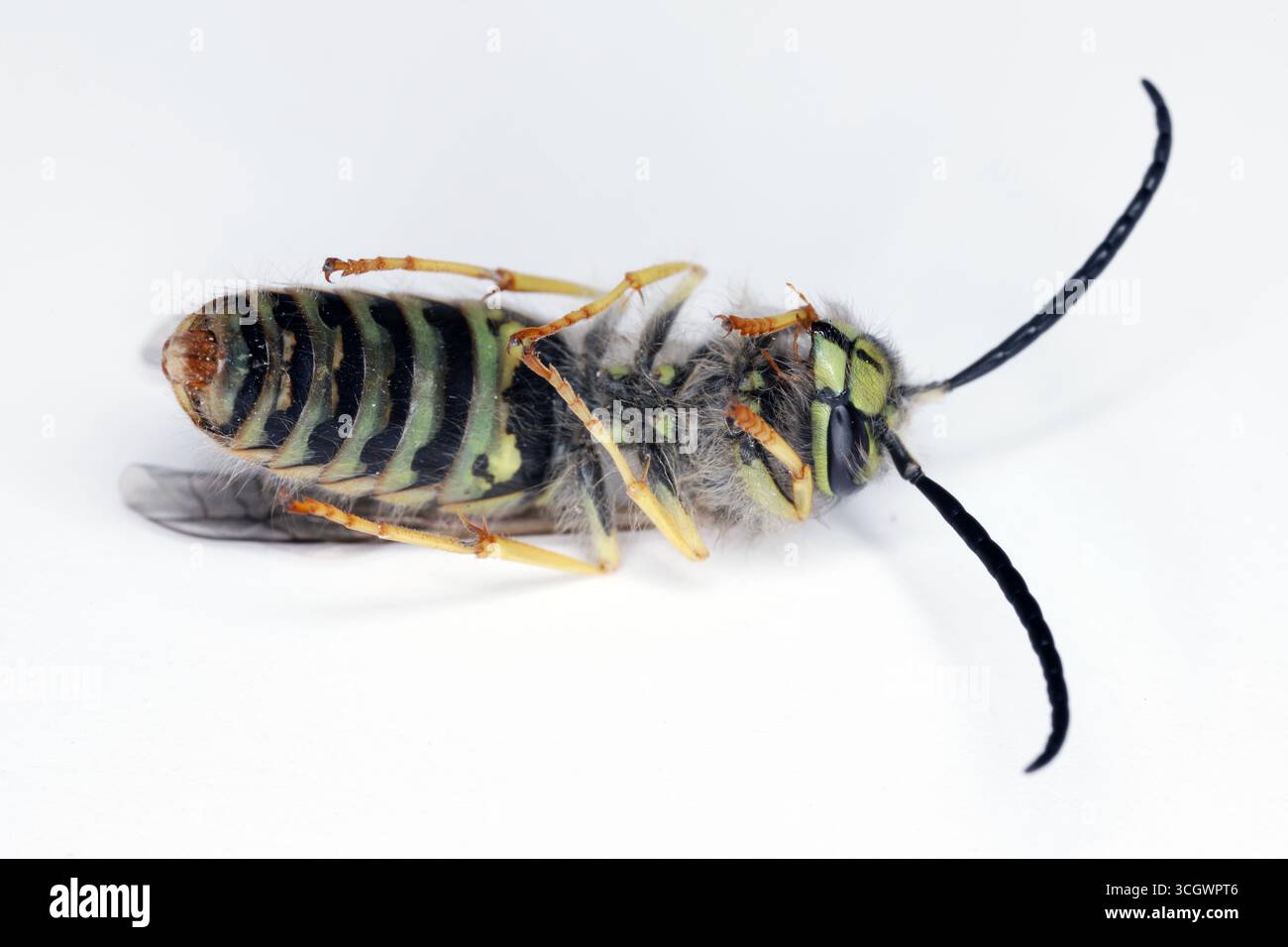 Vespa tedesca morta (Vespula germanica) distesa sulla schiena su uno sfondo grigio. Foto Stock