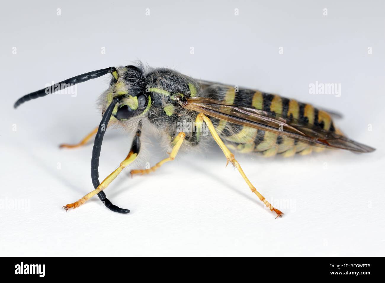 Vespa comune (Vespula vulgaris, Paravespula vulgaris), macro shot del maschio. Foto Stock