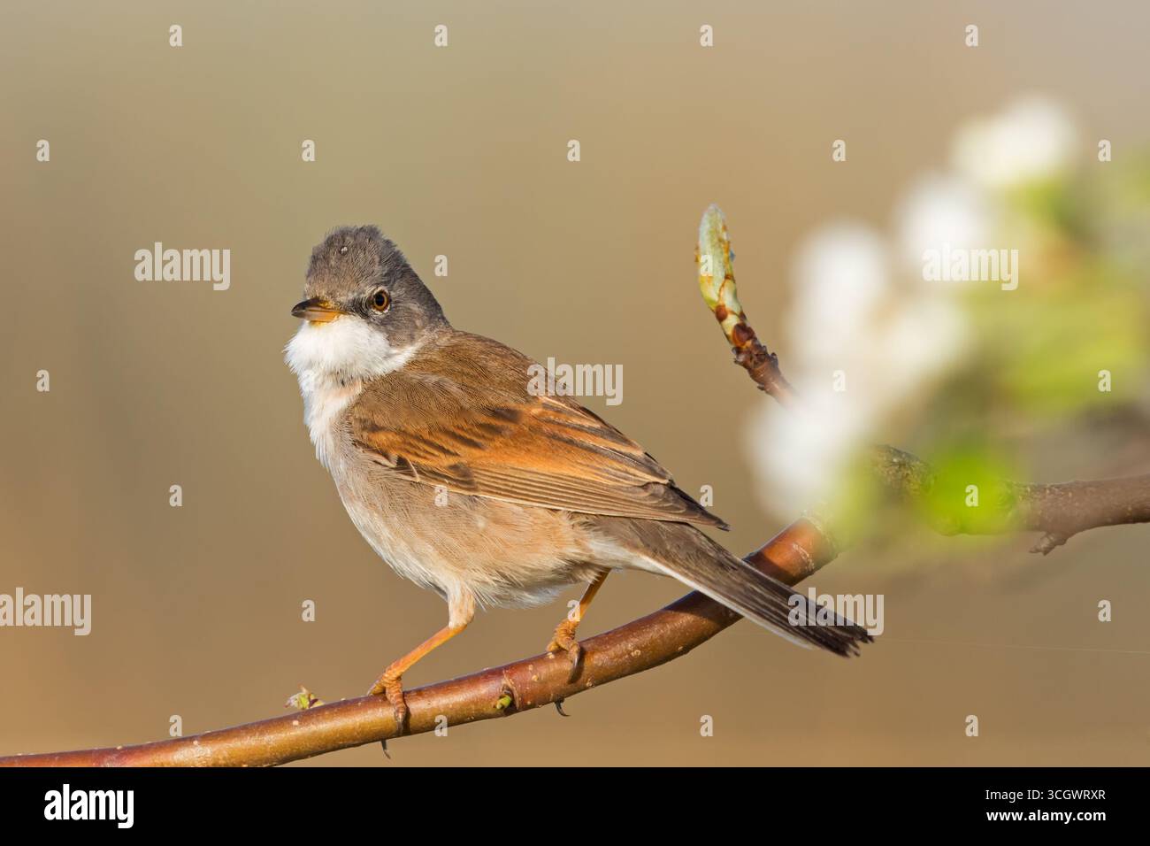 Dorngrasmücke (Sylvia communis), Singvogel, Tiere, Vögel, Gattung. Der Curruca, Foto Stock