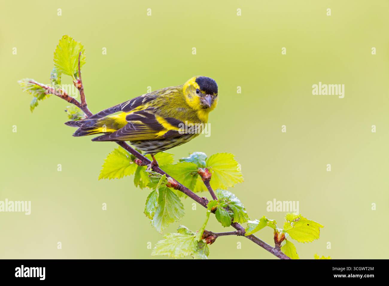 Erlenzeisig (Carduelis spinu), Tiere, Vögel, Zeisig, UNterfamilie der Stieglitzartigen Foto Stock