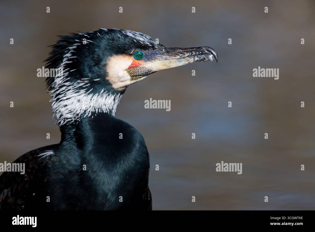 Kormoran, (Phalacrocorax carbo) Tiere, Vögel, Porträt, Foto Stock