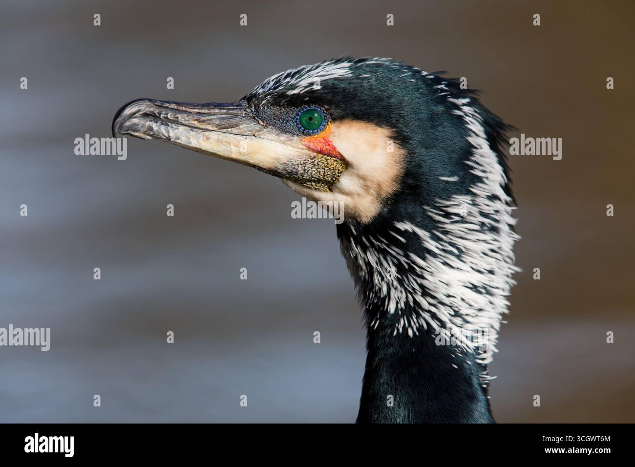 Kormoran, (Phalacrocorax carbo) Tiere, Vögel, Porträt, Foto Stock