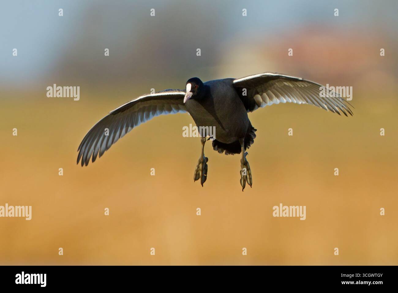 Blässhuhn, Bleßhuhn, Bläßralle, Bleßralle, Bläßhuhn, Black Coot, Coot, Coot eurasiatico, Coot comune, Fulica atra, Foulque macroule, Focha Común Foto Stock
