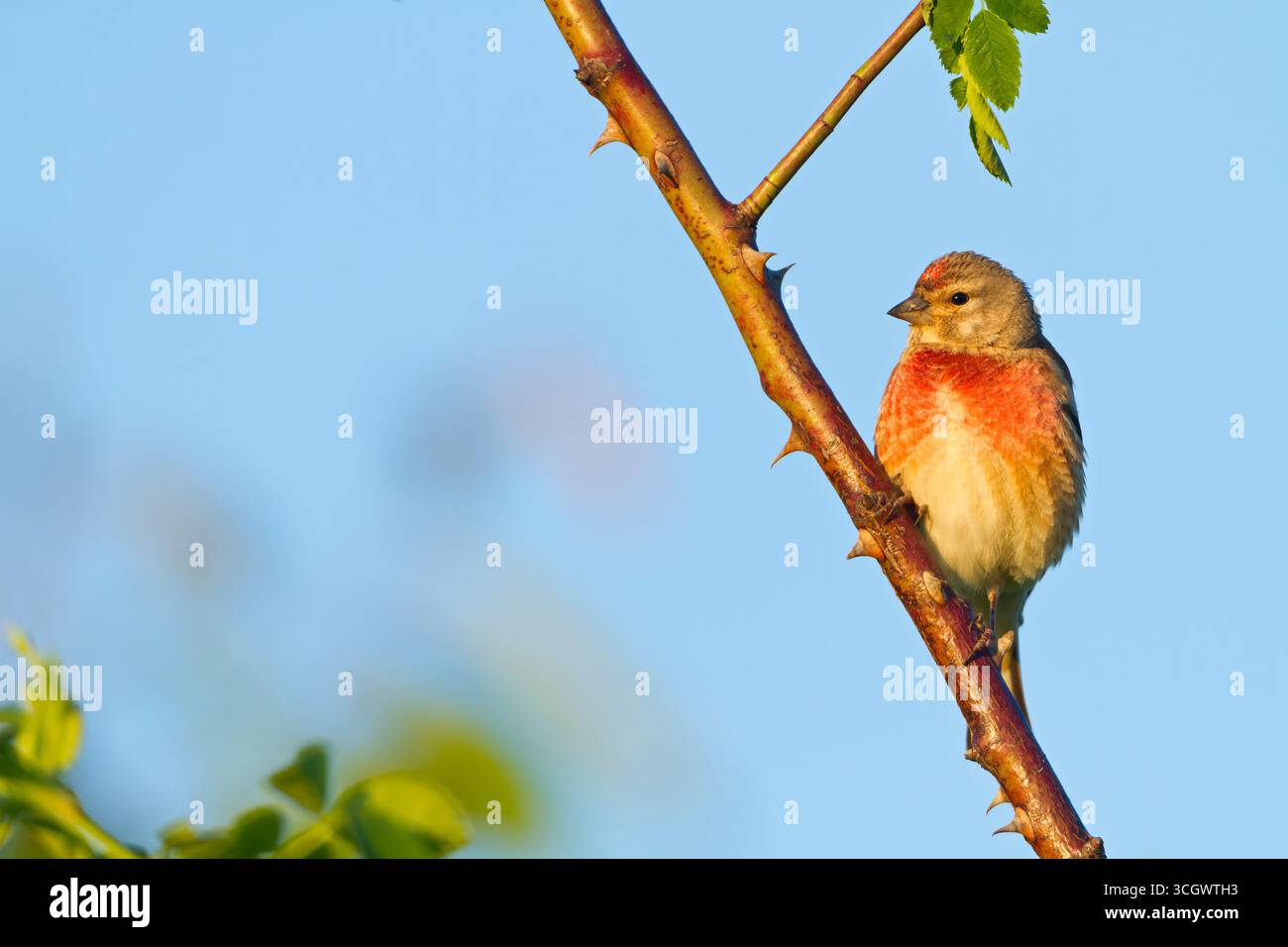 Bluthänfling, Hänfling, Linnet, Common Linnet, Eurasian Linnet, Carduelis cannabina, Acanthis cannabina, Linotte mélodieuse, Pardillo Común Foto Stock
