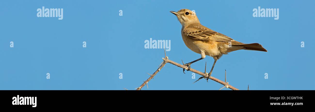 Drosselschnäpper, African Brown Flycatcher, Chat Flycatcher, Melaenornis infuscatus, radornis infuscatus Foto Stock