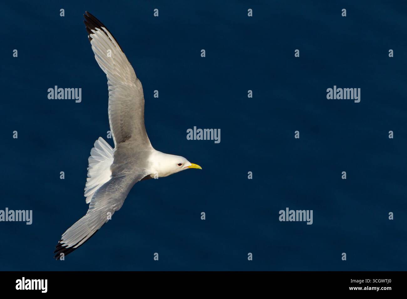 Dreizehenmöwe, (Rissa tridactyla), Tiere, Vögel, Möwen, Insel Helgoland, Flugaufnahme, Foto Stock