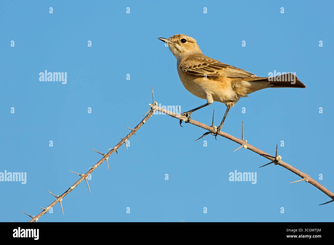 Drosselschnäpper, African Brown Flycatcher, Chat Flycatcher, Melaenornis infuscatus, radornis infuscatus Foto Stock
