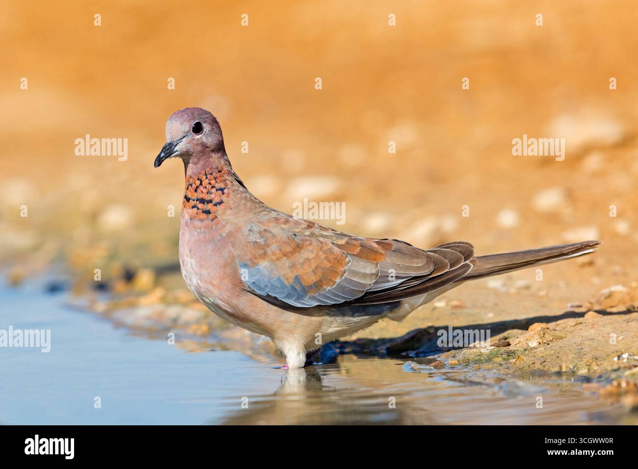 Palmtaube, Laughing dove, Palm dove, Streptopelia senegalensis, Tourterelle maillée, Tourterelle de Sénégal, Tórtola Senegalesa Foto Stock