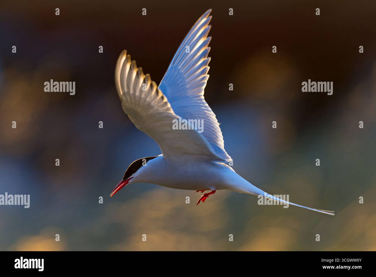Küstenseeschwalbe, Arctic Tern, Sterna paradisaea, Sterne arctique, Charrán Ártico Foto Stock