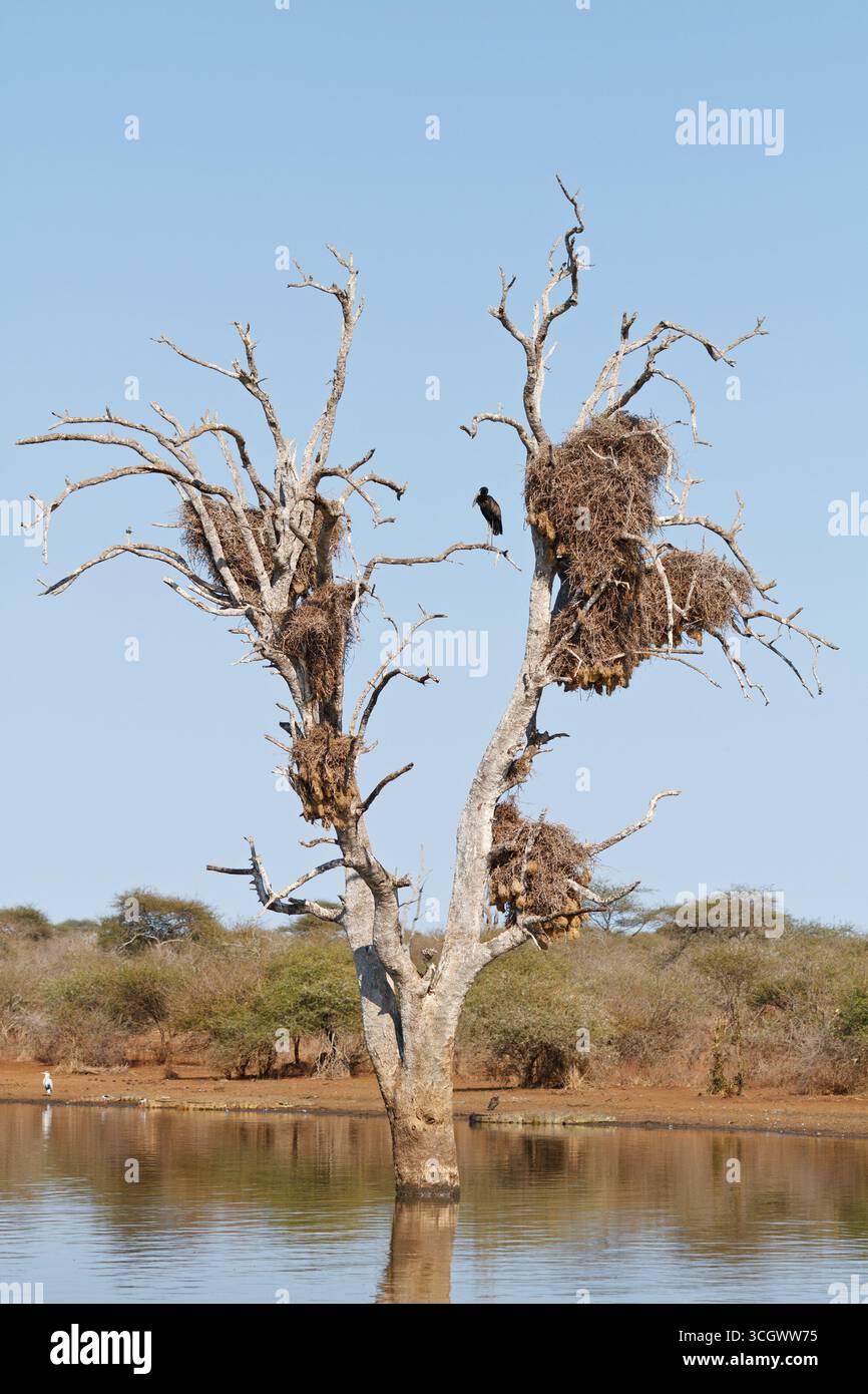 Mohrenklaffschnabel, African Open-Bill Stork, African Openbill, Anastomus lamelligerus Foto Stock