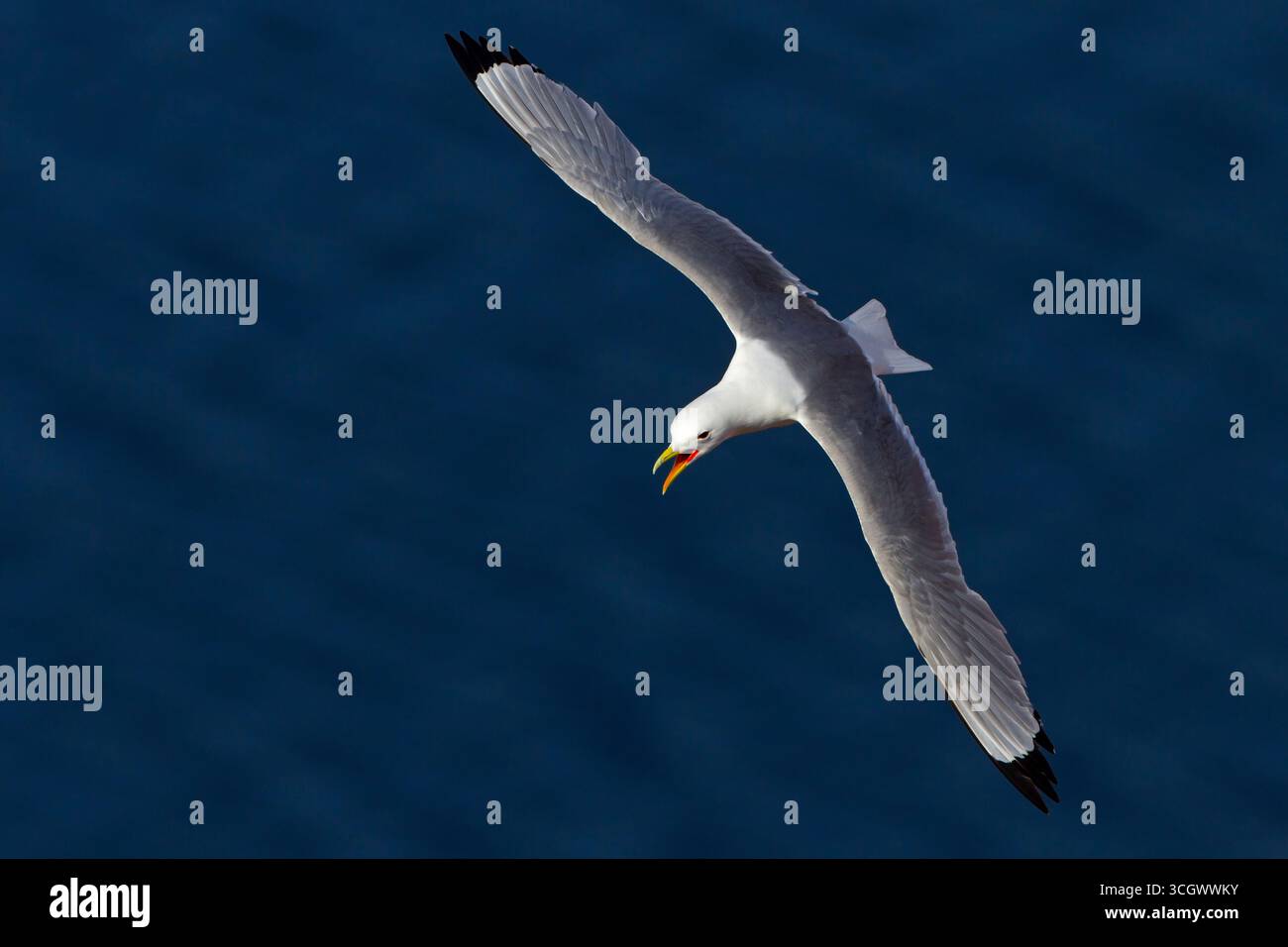 Dreizehenmöwe, nero-gambe, Kittiwake Kittiwake, Rissa tridactyla, Mouette tridactyle, Gaviota Tridáctila Foto Stock