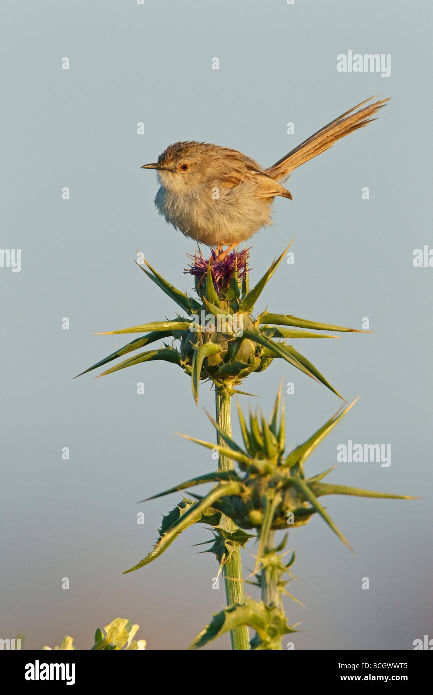 Streifenprinie, grazioso Warbler, grazioso Prinia, Prinia gracilis, Prinia gracile, Alzacola Grácil Foto Stock
