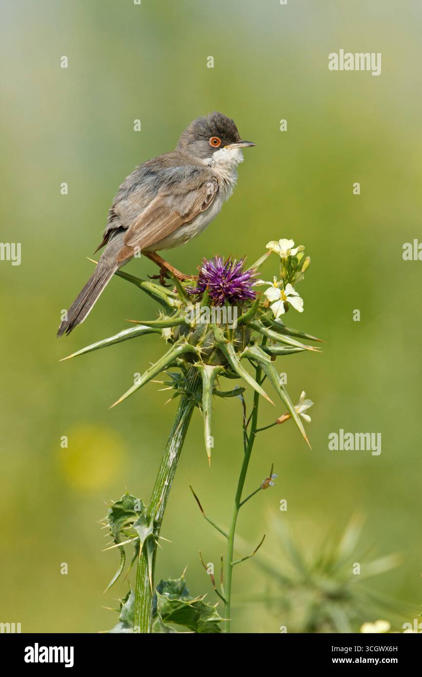 Tamariskengrasmücke, Menetries's Warbler, Menetries' Warbler, Sylvia mystacea, Sylvia mystacea ssp rubescens, Sylvia mystacea rubescens, Fauvette de M. Foto Stock