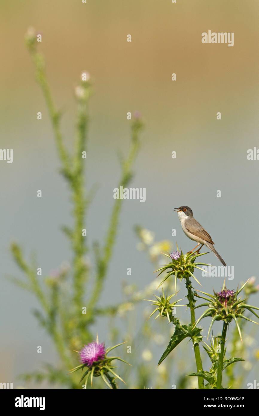 Tamariskengrasmücke, Menetries's Warbler, Menetries' Warbler, Sylvia mystacea, Sylvia mystacea ssp rubescens, Sylvia mystacea rubescens, Fauvette de M. Foto Stock