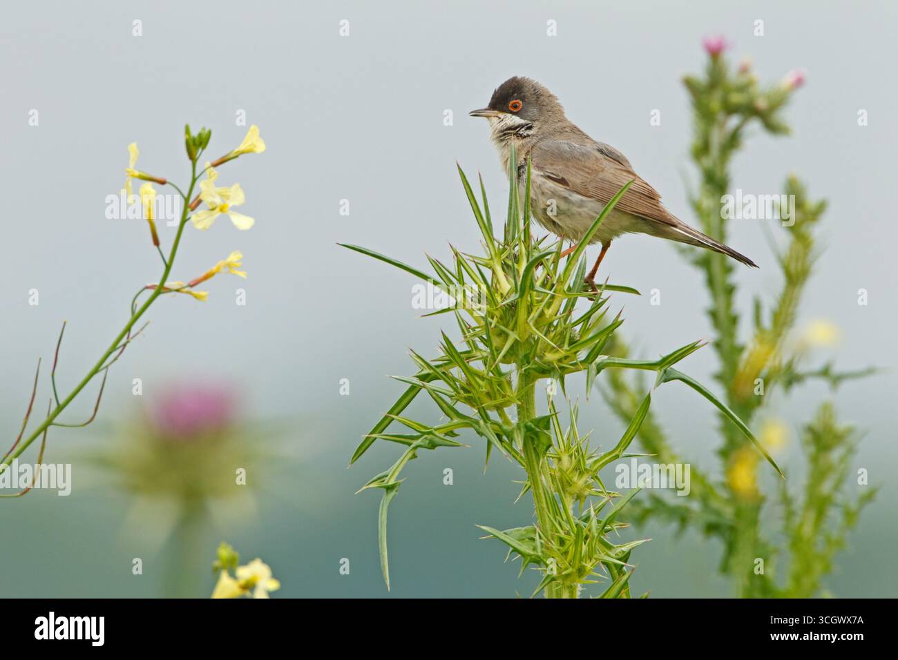 Tamariskengrasmücke, Menetries's Warbler, Menetries' Warbler, Sylvia mystacea, Sylvia mystacea ssp rubescens, Sylvia mystacea rubescens, Fauvette de M. Foto Stock