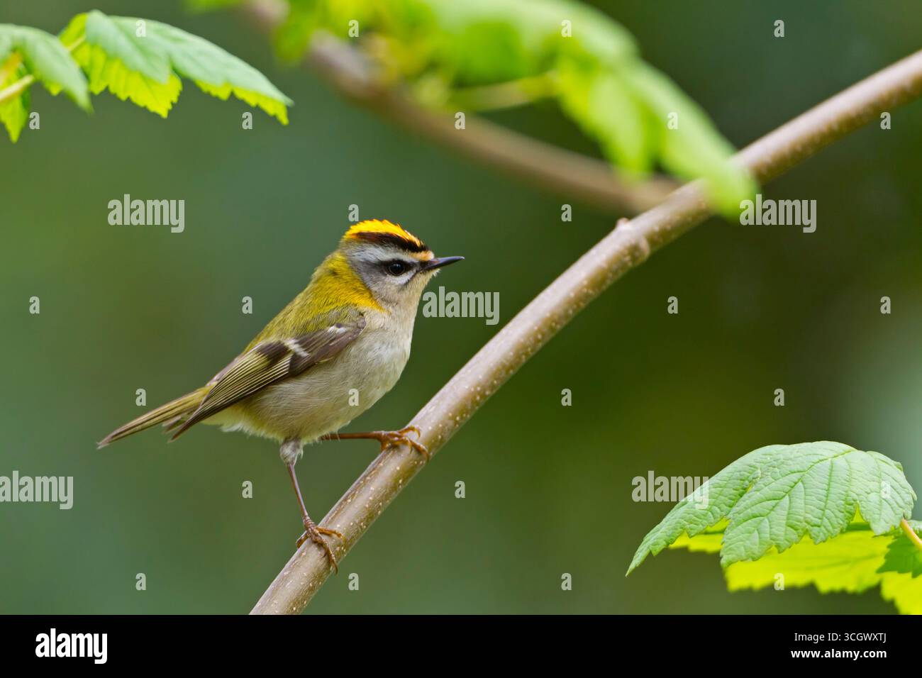 Sommergoldhähnchen, Firecrest, Regulus ignicapillus, Roitelet à triple bandeau, Roitelet triple-bandeau, Reyezuelo Listado Foto Stock
