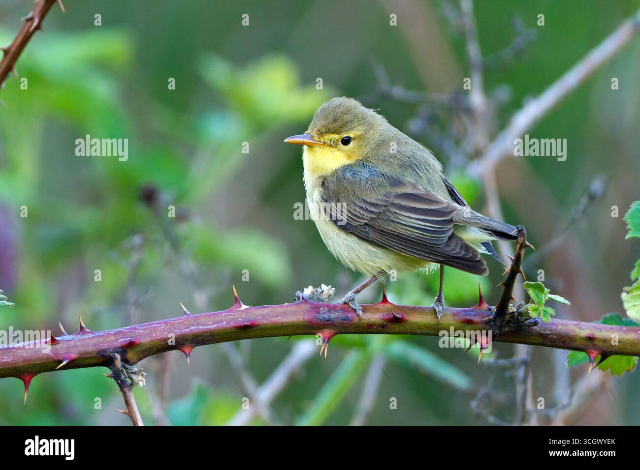 Orpheusspötter, canapino, Hippolais polyglotta, Hypolaïs polyglotte, Zarcero Común Foto Stock