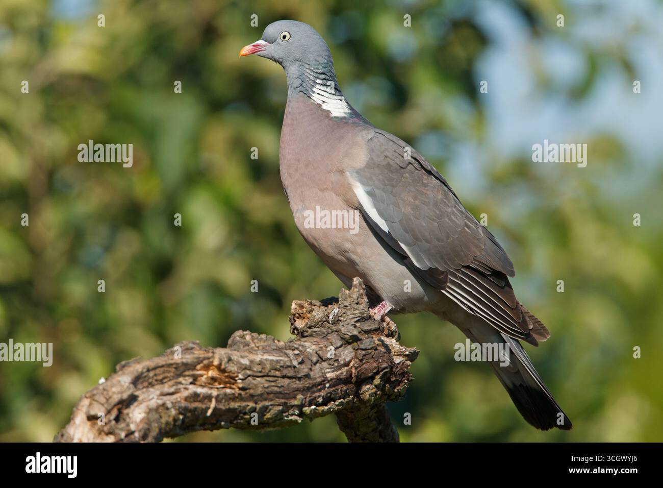 Ringeltaube, colombaccio, Woodpigeon, comune il colombaccio Columba palumbus, Pigeon ramier, Paloma Torcaz Foto Stock