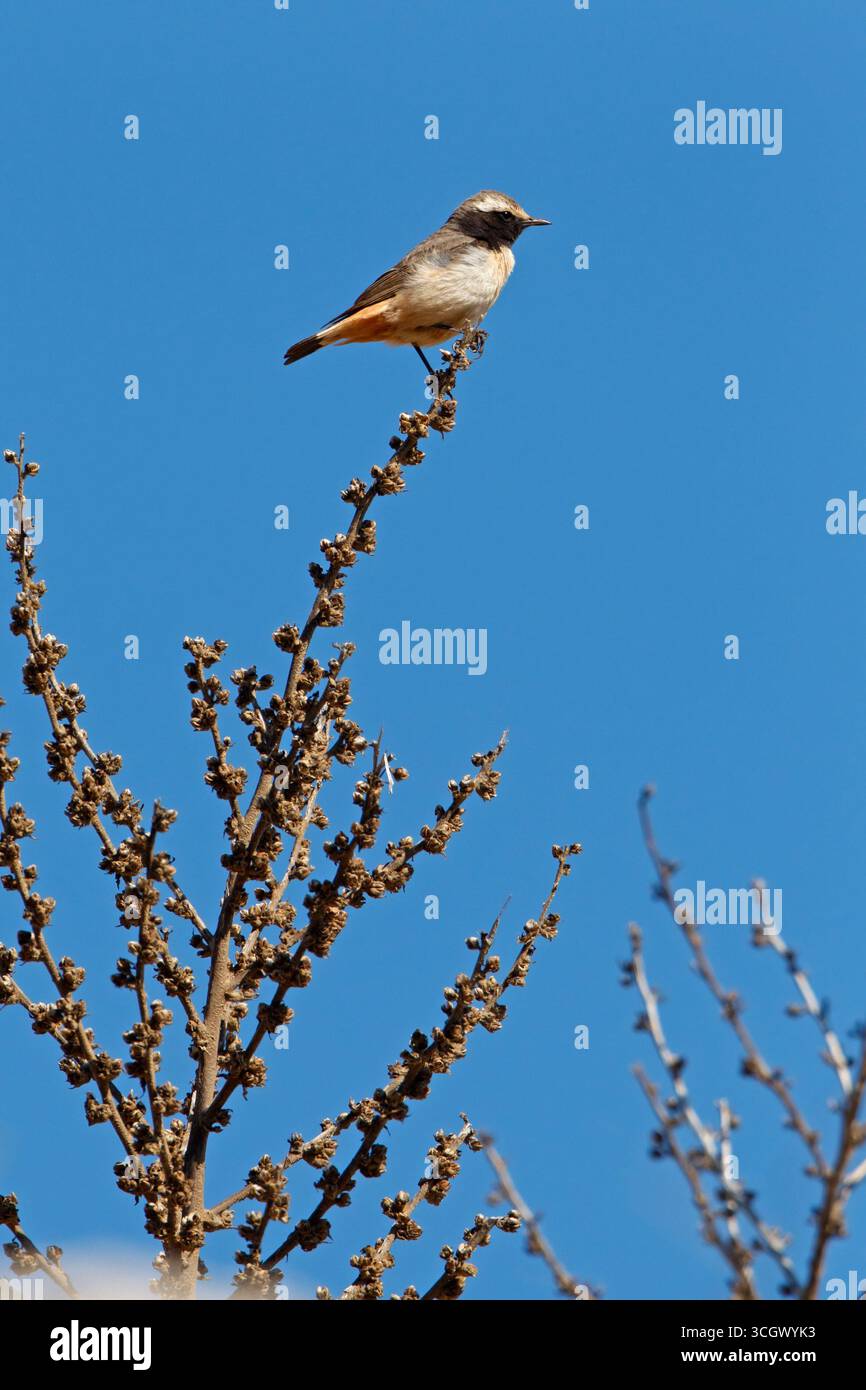 Rostbürzel-Steinschmätzer, Rostbürzelsteinschmätzer, Wheatear dalla coda rossa, Wheatear dalla coda ruvida, Oenanthe xanthoprymna, Traquet à coda rousse, Coll Foto Stock