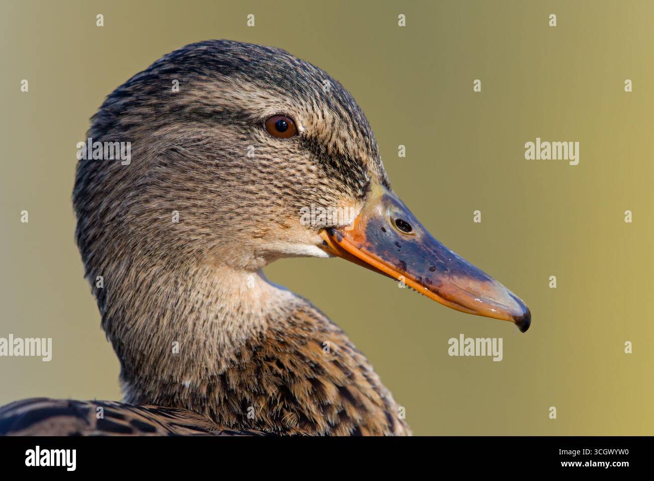 Stockente, (Anas platyrhynchos), Tiere, Entenvögel, Porträt, Weibchen, seitlich, Foto Stock