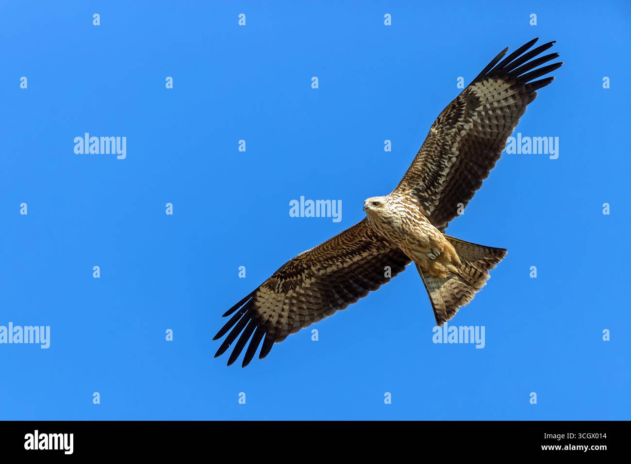 Schwarzmilan, Milvus migrans, Foto Stock