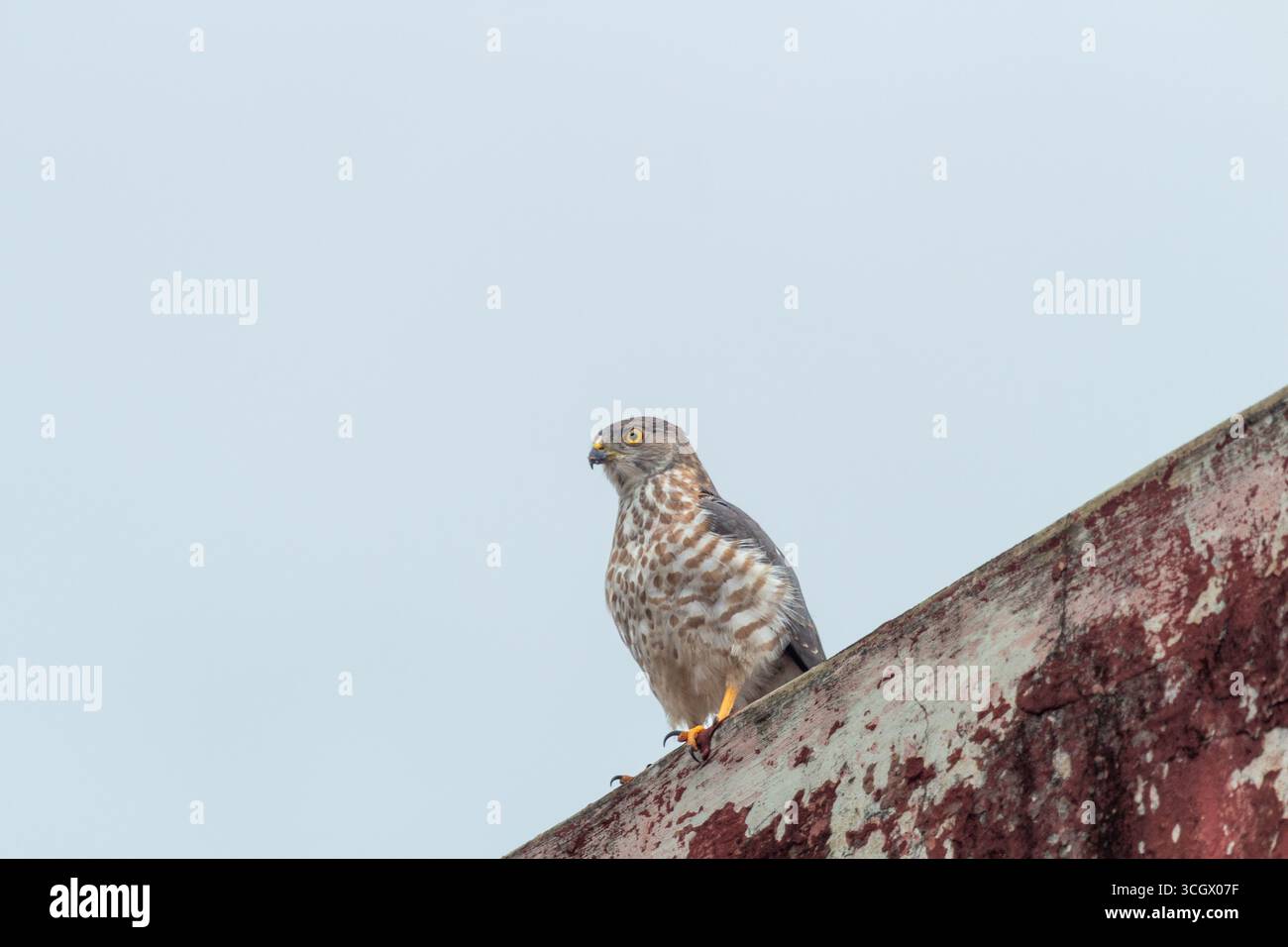 Shikra arroccato su un tetto a Enugu, Nigeria Foto Stock